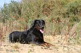 BEAUCERON 267